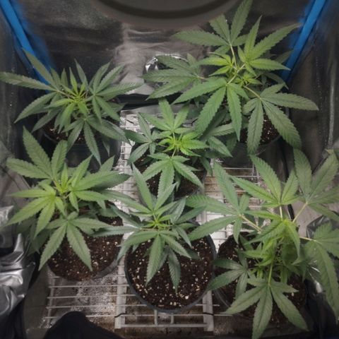 Glueberry OG y Banana Blaze #2 growlog timeline photo