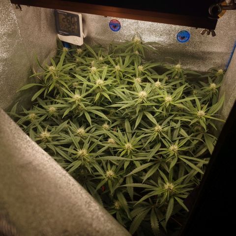 Glueberry OG & Banana Blaze #1 growlog timeline photo