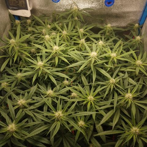 Glueberry OG & Banana Blaze #1 growlog timeline photo