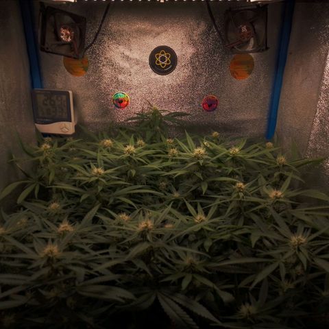 Glueberry OG & Banana Blaze #1 growlog timeline photo