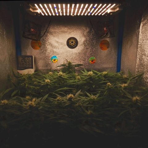 Glueberry OG & Banana Blaze #1 growlog timeline photo