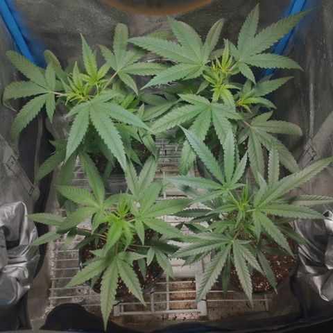 Glueberry OG y Banana Blaze #2 growlog timeline photo