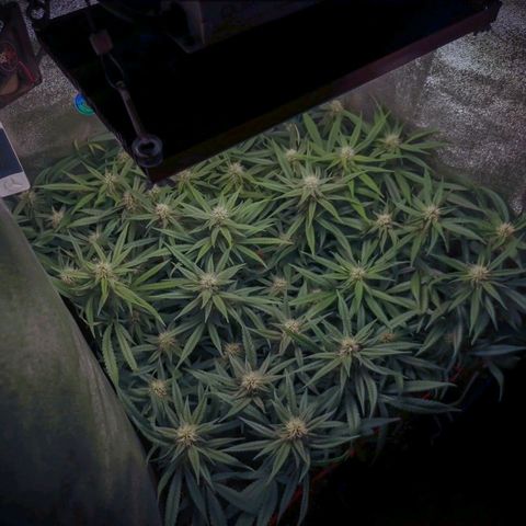 Glueberry OG & Banana Blaze #1 growlog timeline photo