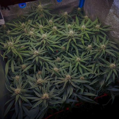 Glueberry OG & Banana Blaze #1 growlog timeline photo