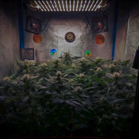 Glueberry OG & Banana Blaze #1 growlog timeline photo