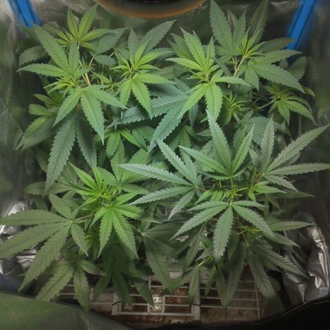 Glueberry OG y Banana Blaze #2 growlog timeline photo