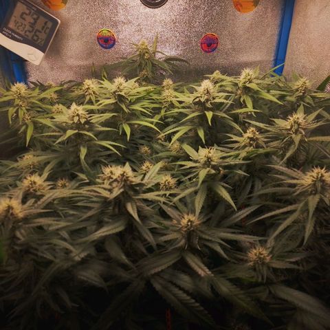 Glueberry OG & Banana Blaze #1 growlog timeline photo