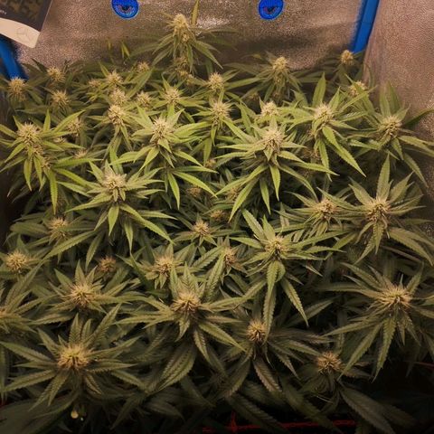 Glueberry OG & Banana Blaze #1 growlog timeline photo