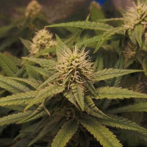 Glueberry OG & Banana Blaze #1 growlog timeline photo