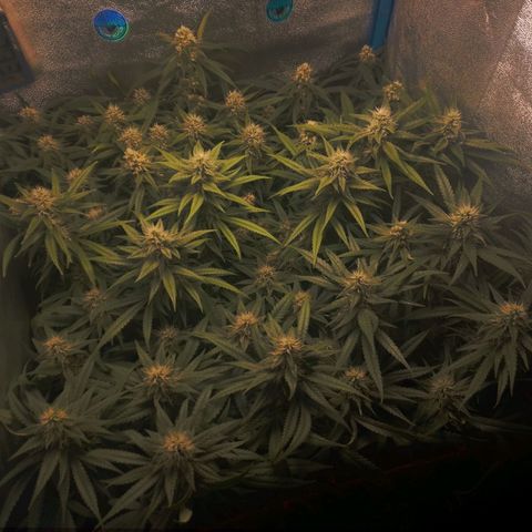 Glueberry OG & Banana Blaze #1 growlog timeline photo