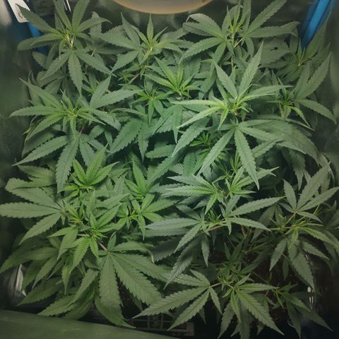 Glueberry OG y Banana Blaze #2 growlog timeline photo