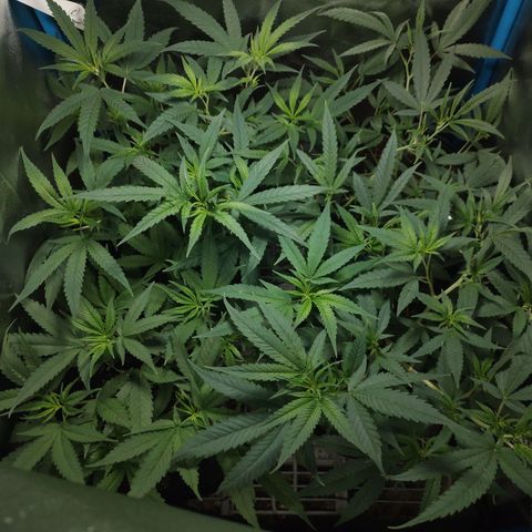 Glueberry OG y Banana Blaze #2 growlog photo: Recuperación total