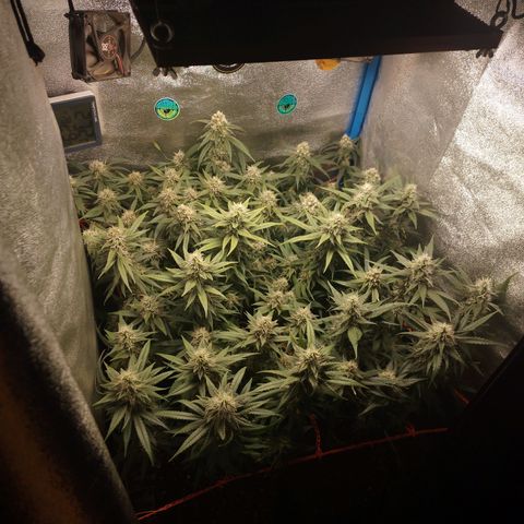 Glueberry OG & Banana Blaze #1 growlog timeline photo