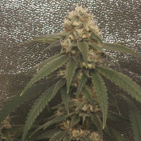 Glueberry OG & Banana Blaze #1 growlog timeline photo