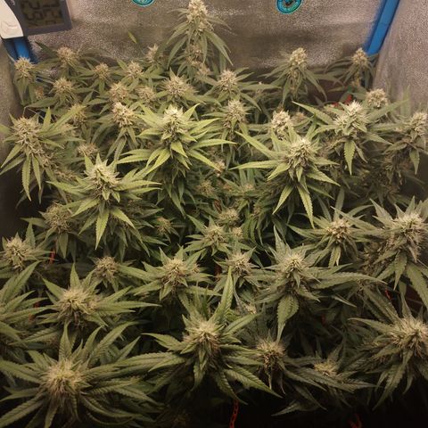 Glueberry OG & Banana Blaze #1 growlog timeline photo