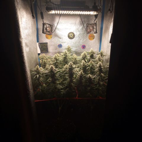 Glueberry OG & Banana Blaze #1 growlog timeline photo