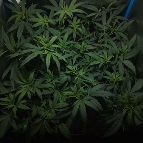 Glueberry OG y Banana Blaze #2 growlog timeline photo