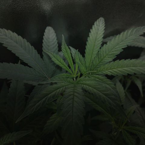Glueberry OG y Banana Blaze #2 growlog timeline photo