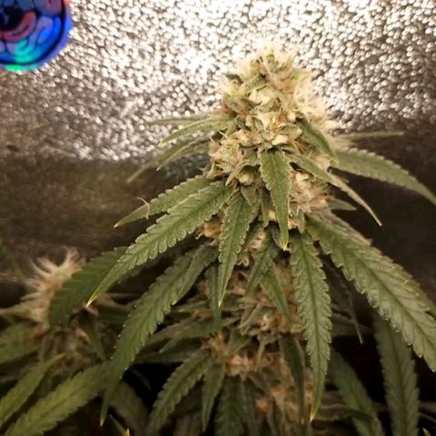 Glueberry OG & Banana Blaze #1 growlog timeline photo