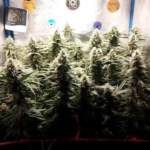 Glueberry OG & Banana Blaze #1 growlog timeline photo