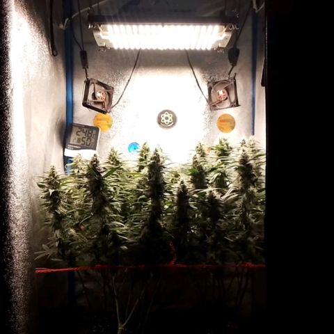 Glueberry OG & Banana Blaze #1 growlog timeline photo