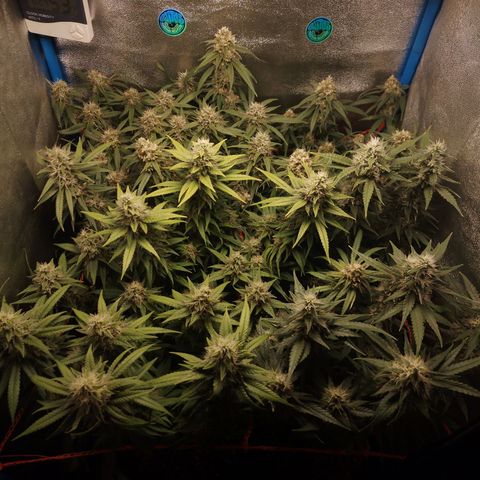 Glueberry OG & Banana Blaze #1 growlog timeline photo