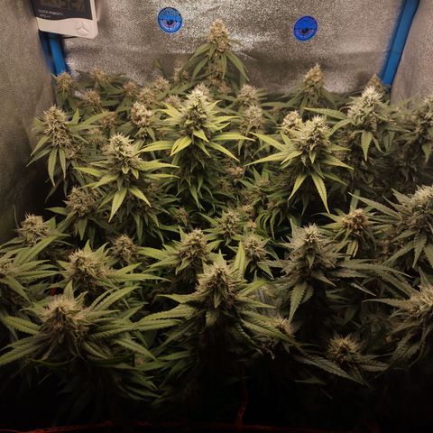 Glueberry OG & Banana Blaze #1 growlog timeline photo