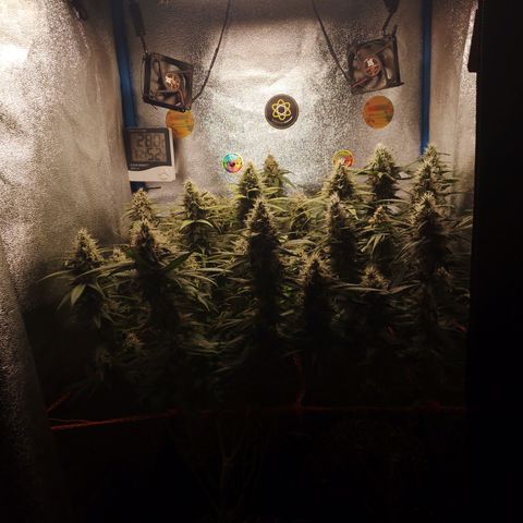 Glueberry OG & Banana Blaze #1 growlog timeline photo