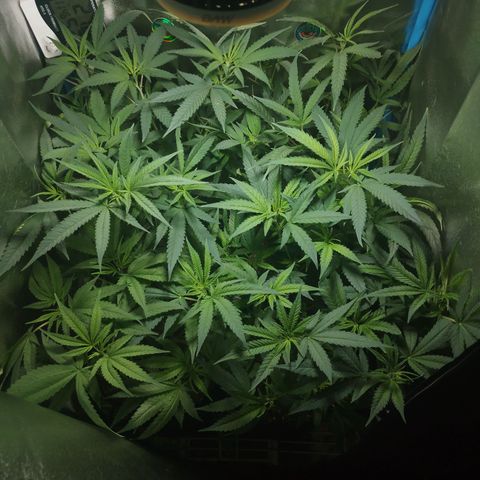 Glueberry OG y Banana Blaze #2 growlog timeline photo