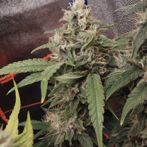 Glueberry OG & Banana Blaze #1 growlog timeline photo