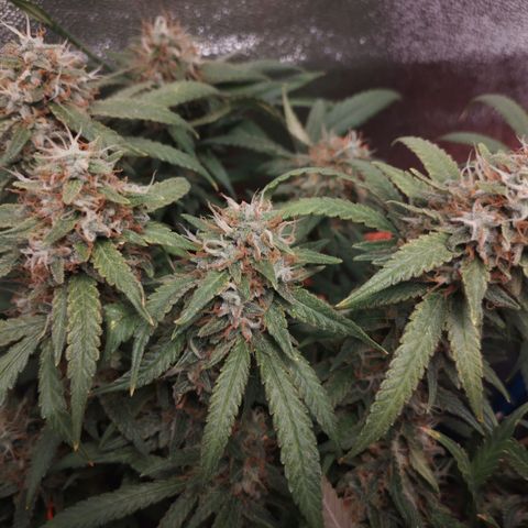 Glueberry OG & Banana Blaze #1 growlog timeline photo