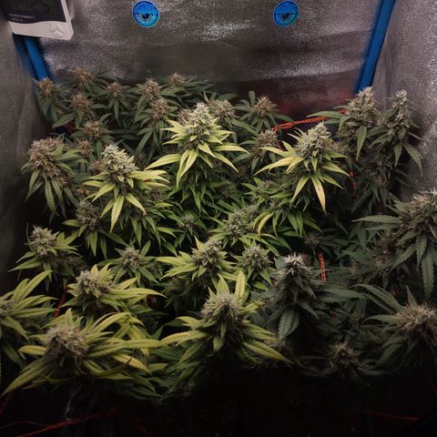 Glueberry OG & Banana Blaze #1 growlog timeline photo