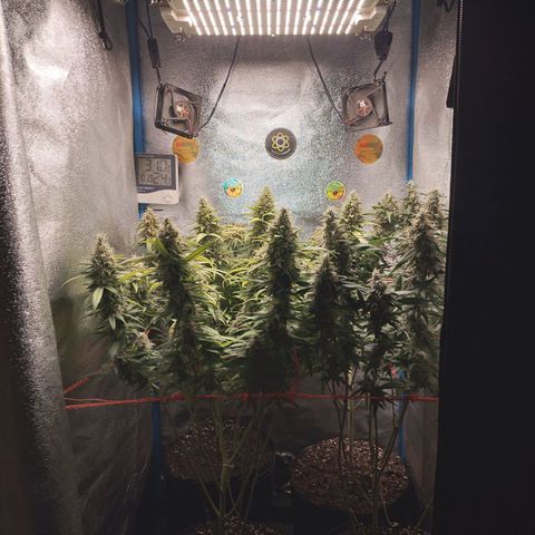 Glueberry OG & Banana Blaze #1 growlog timeline photo