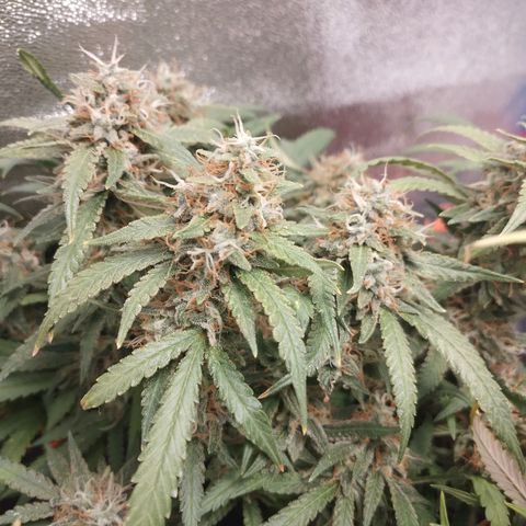 Glueberry OG & Banana Blaze #1 growlog timeline photo