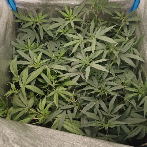 Glueberry OG y Banana Blaze #2 growlog timeline photo
