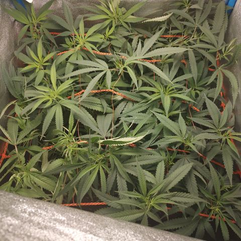 Glueberry OG y Banana Blaze #2 growlog timeline photo