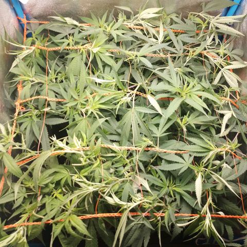 Glueberry OG y Banana Blaze #2 growlog timeline photo