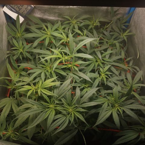 Glueberry OG y Banana Blaze #2 growlog timeline photo
