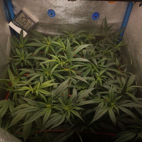 Glueberry OG y Banana Blaze #2 growlog timeline photo
