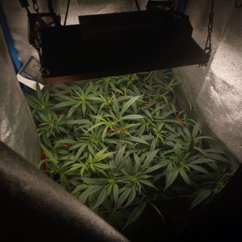 Glueberry OG y Banana Blaze #2 growlog timeline photo