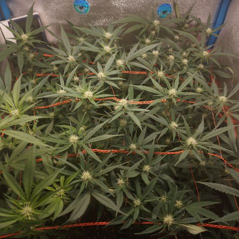 Glueberry OG y Banana Blaze #2 growlog timeline photo