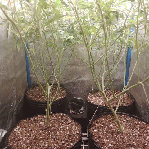 Glueberry OG y Banana Blaze #2 growlog timeline photo