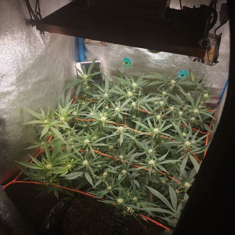 Glueberry OG y Banana Blaze #2 growlog timeline photo