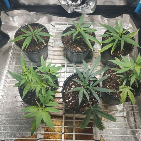 Glueberry OG & Banana Blaze #3 growlog timeline photo