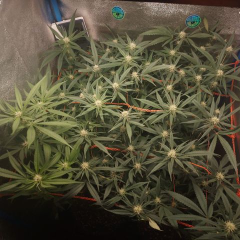 Glueberry OG y Banana Blaze #2 growlog timeline photo