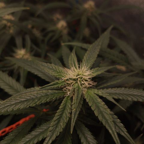 Glueberry OG y Banana Blaze #2 growlog timeline photo