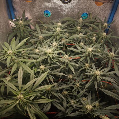 Glueberry OG y Banana Blaze #2 growlog timeline photo