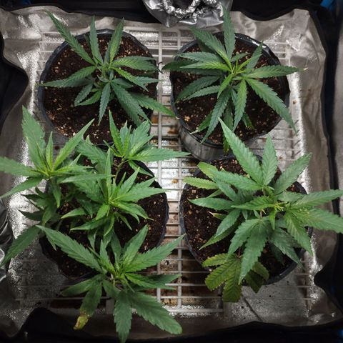Glueberry OG & Banana Blaze #3 growlog timeline photo