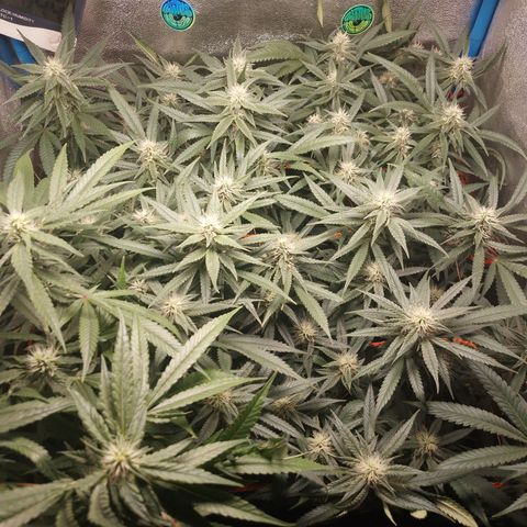 Glueberry OG y Banana Blaze #2 growlog timeline photo