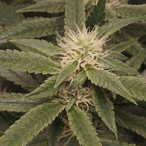 Glueberry OG y Banana Blaze #2 growlog timeline photo
